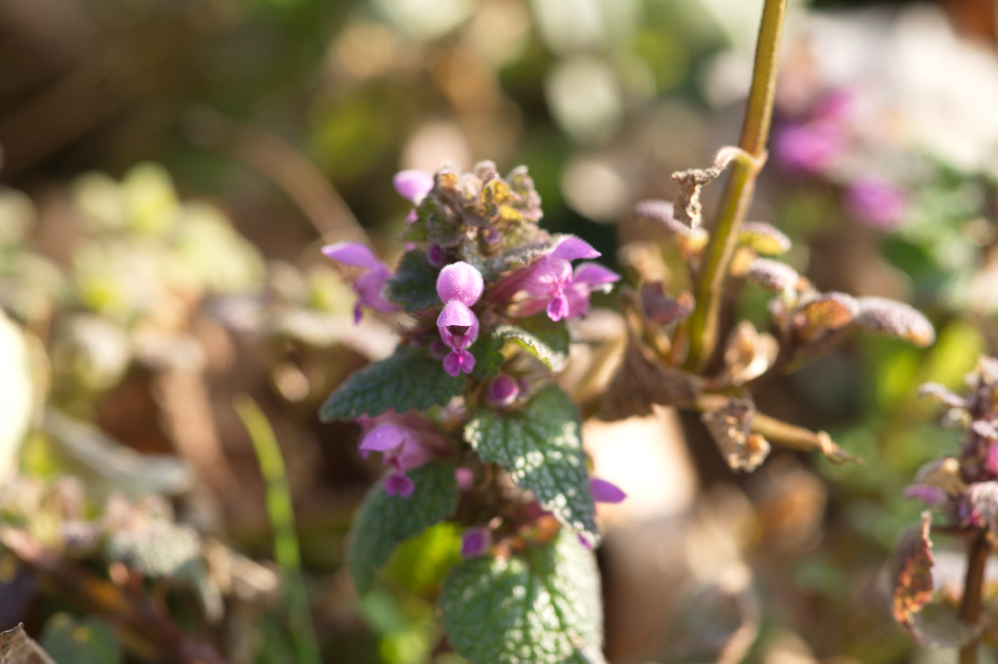 20210324  Gruen(t)raumHeimfeld 002